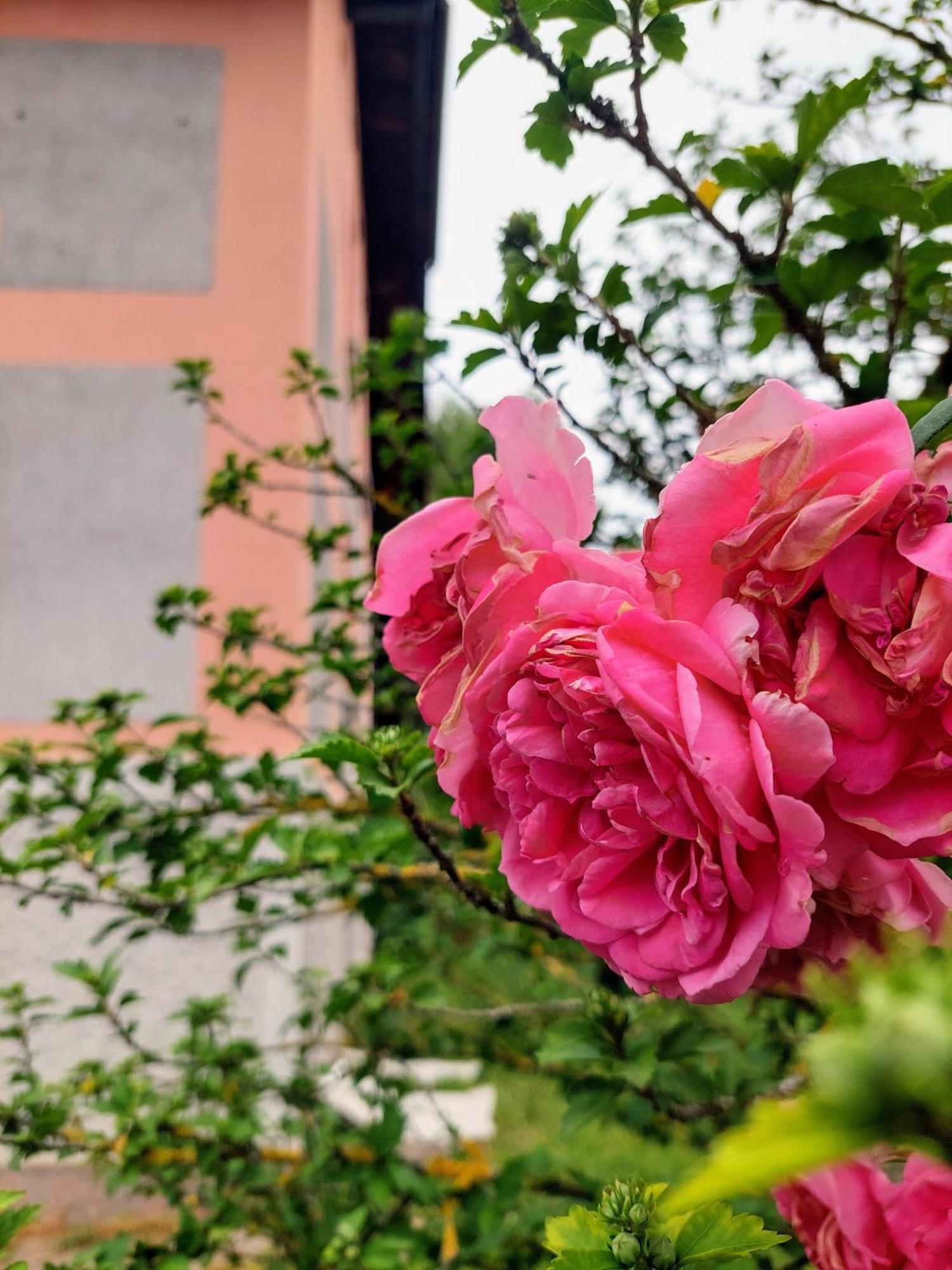 R24, Rose House Διαμέρισμα Λιουμπλιάνα Εξωτερικό φωτογραφία